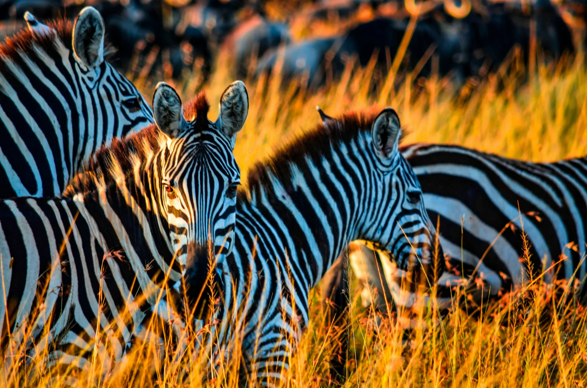 6-Day Northern Circuit Highlights Safari
