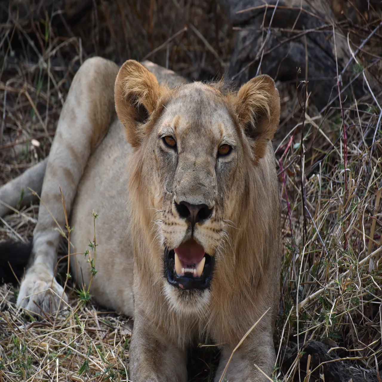 8-Day Great Migration Calving Season Safari